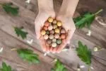 Blossombs Seed Bombs - Egg Gift Box - Spring (6 pcs) - wild meadow flowers