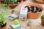 Blossombs Seed Bombs - Tiny gift (2 pcs) - original and practical gift in one