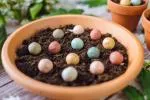 Blossombs Seed Bombs - Medium Gift Set - Magical Christmas (9 pcs)