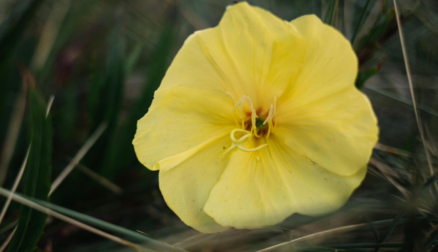 What is evening primrose oil and what are its effects and benefits