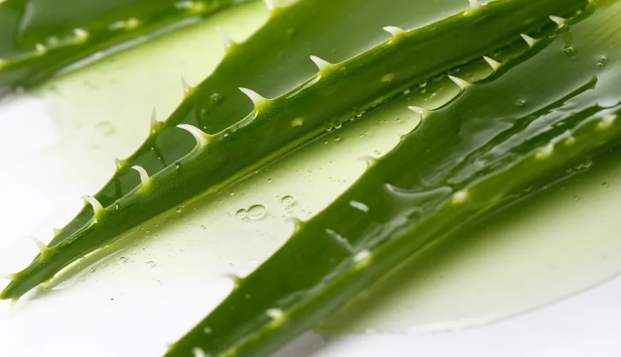 How to Process Aloe Vera and Utilize Its Natural Benefits