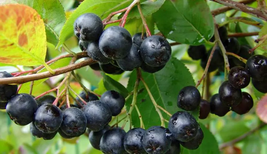 When can chokeberry cause adverse health effects?