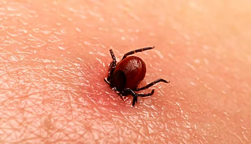 Lyme disease can also occur without a tick bite.