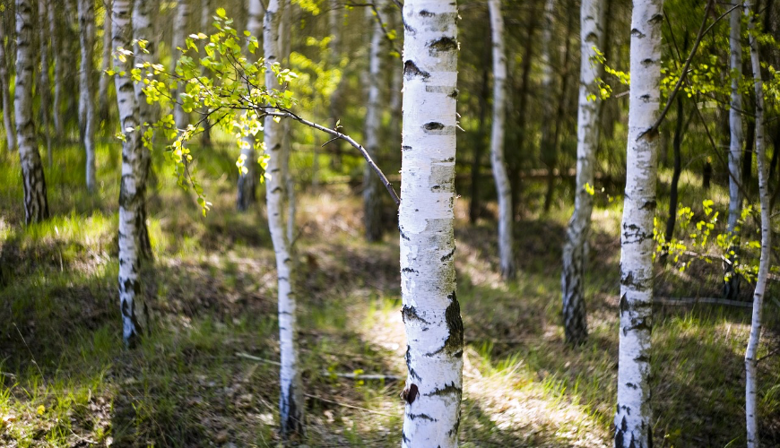 Birch sap is a natural elixir full of vitamins and minerals.