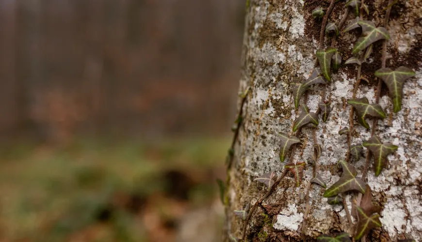 Drink birch sap and support your health