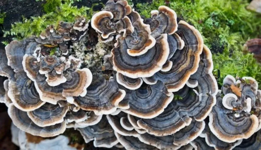 Coriolus Mushroom - Its Impact on Health and Negative Reactions