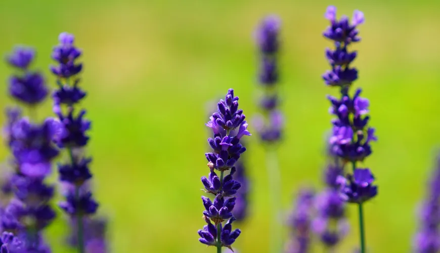 Violet syrup is a natural delicacy full of taste and health.