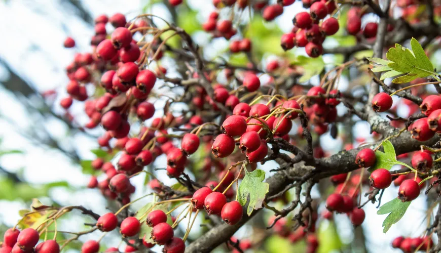 Learn About the Side Effects of Hawthorn Before Using It