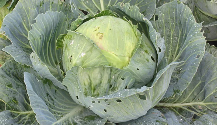 Cabbage Recipes and Their Benefits