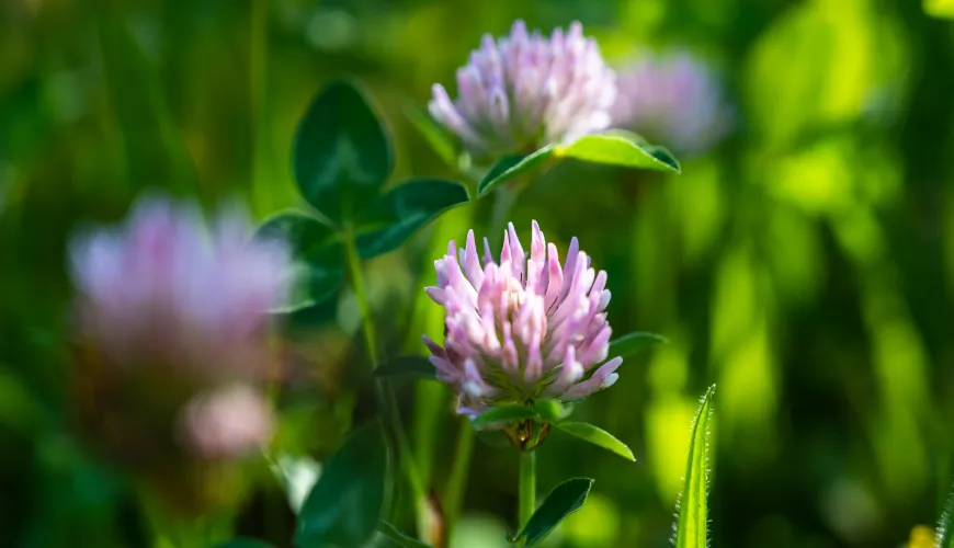 How to Safely Use Red Clover Without the Risk of Side Effects