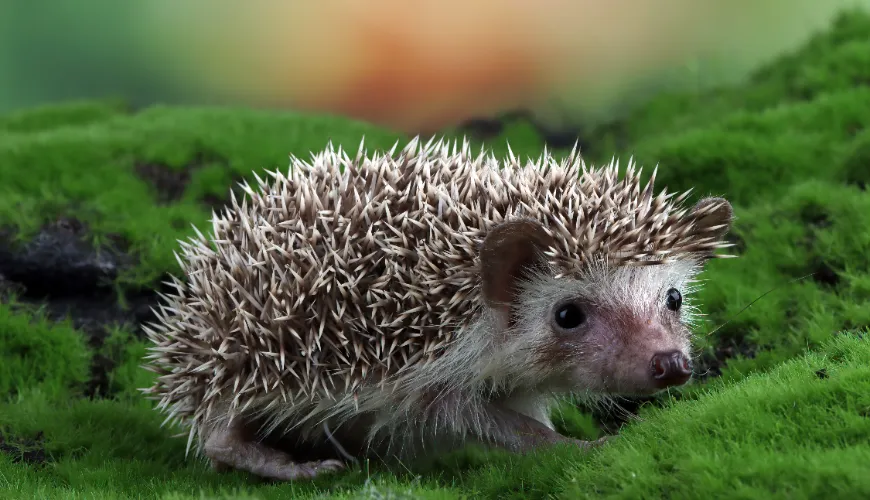 Help hedgehogs in the garden by choosing the right food