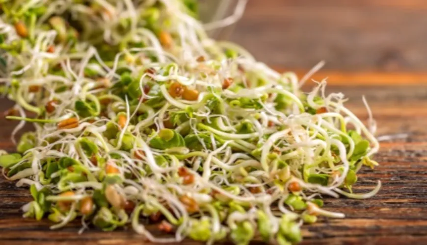 Find out how sprouts improve health and vitality