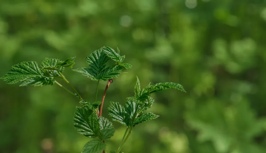 How Nettle Brings Natural Health and Beauty