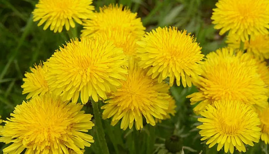 Improve Your Health with Dandelion Root