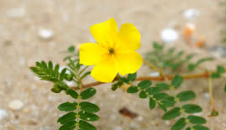 How to Minimize Risks Associated with Tribulus Terrestris