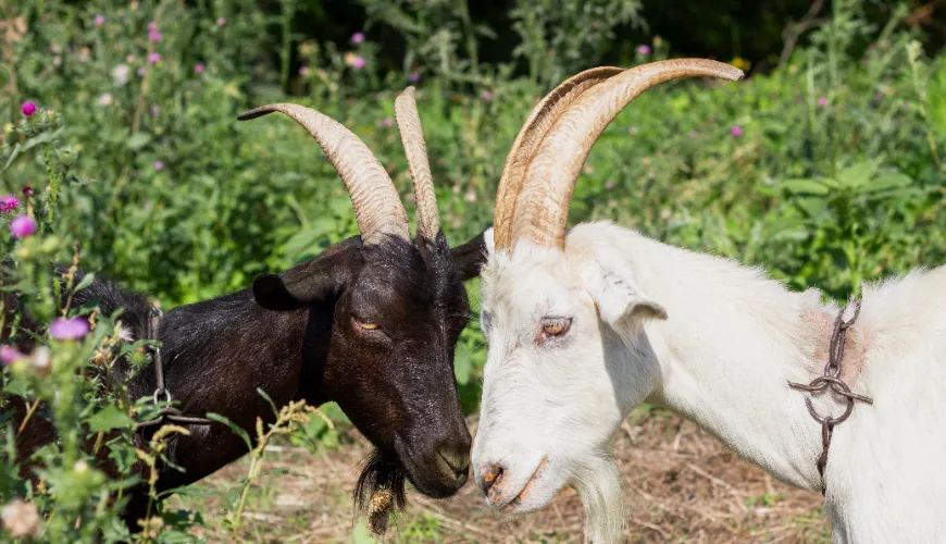 Goat colostrum is the key to strong immunity and vitality