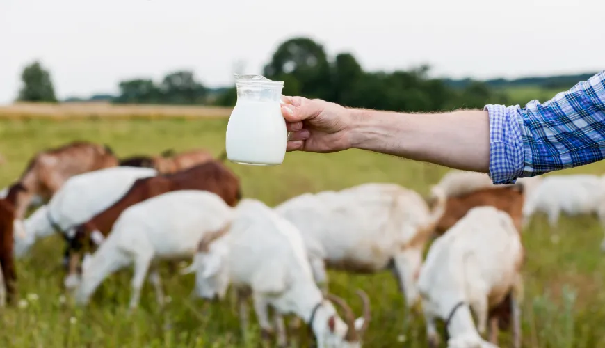 How Colostrum Strengthens Health and Improves the Immune System | Ferwer