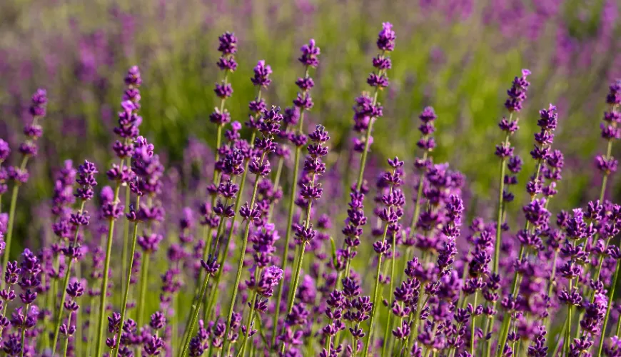 How Lavender Helps Manage Stress and Improve Mood