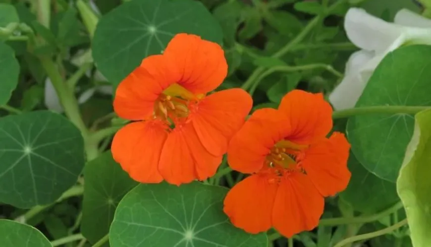 Natural Effects of Nasturtium in Drops