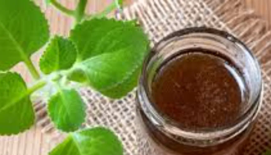 Bet on balm from the herb Plectranthus for natural health care