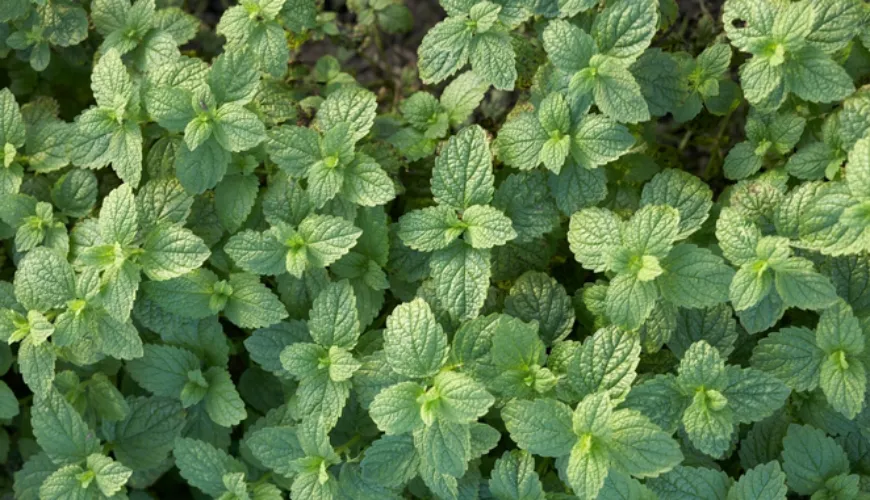 Calm the Mind and Body with Lemon Balm