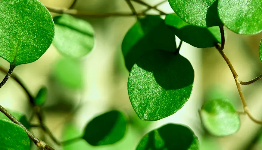 Why you should include moringa in your diet