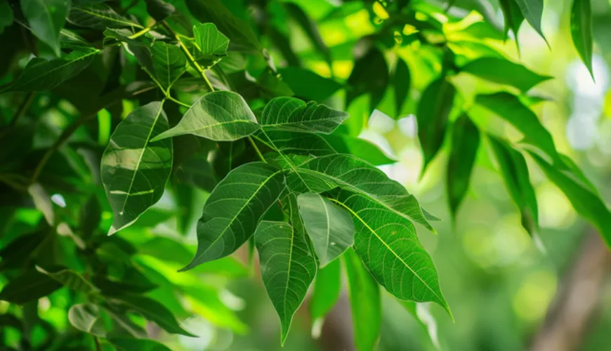 The Secret of Neem in Traditional Medicine and the Modern World