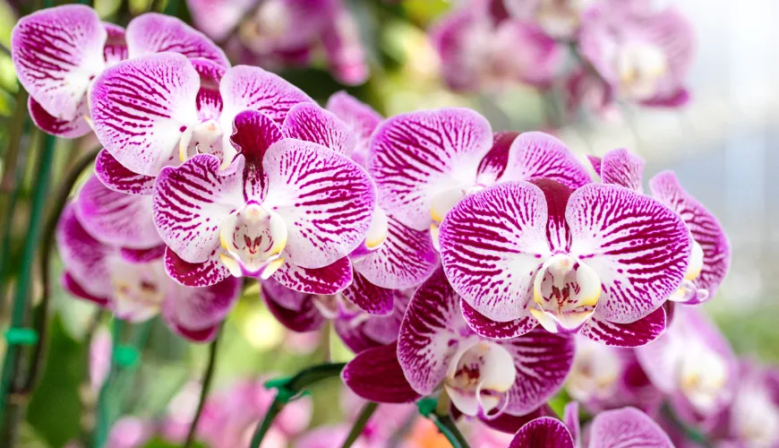 How and when to properly repot orchids