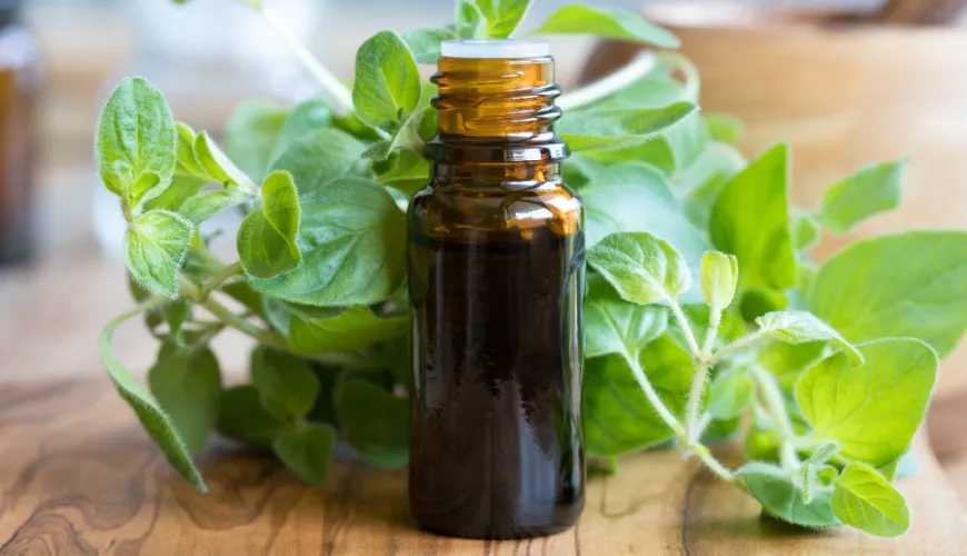 What should you know about the side effects of oregano?