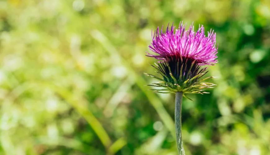 Which form of milk thistle has the greatest impact on liver health?