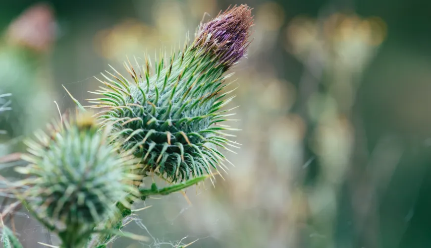 Find out when milk thistle starts to work