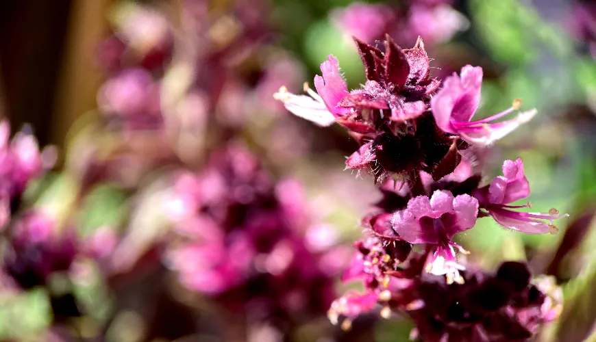 How does patchouli smell and why has it captured the hearts of perfume masters