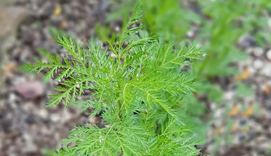 The Use of Annual Wormwood in Disease Treatment and Cosmetics