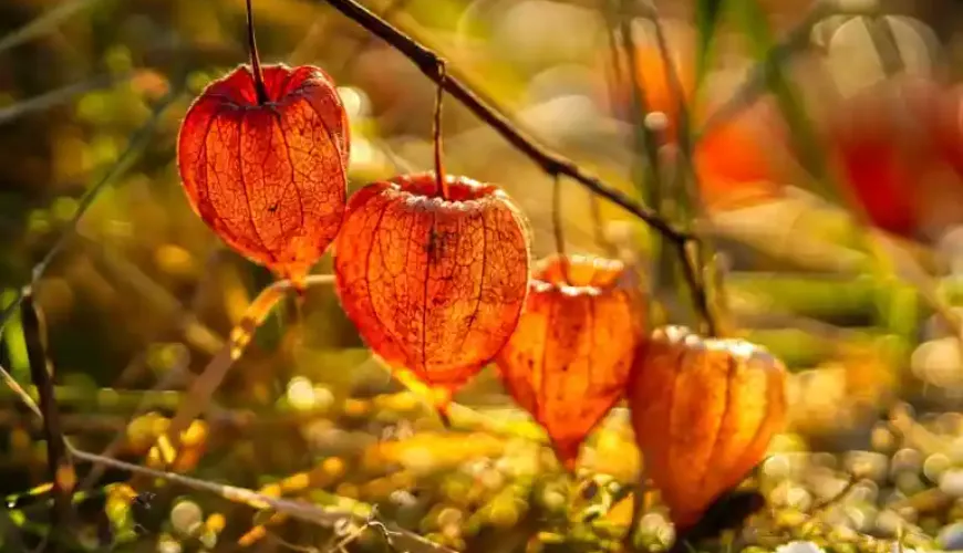 Physalis is a fruit that surprises with its taste and effects