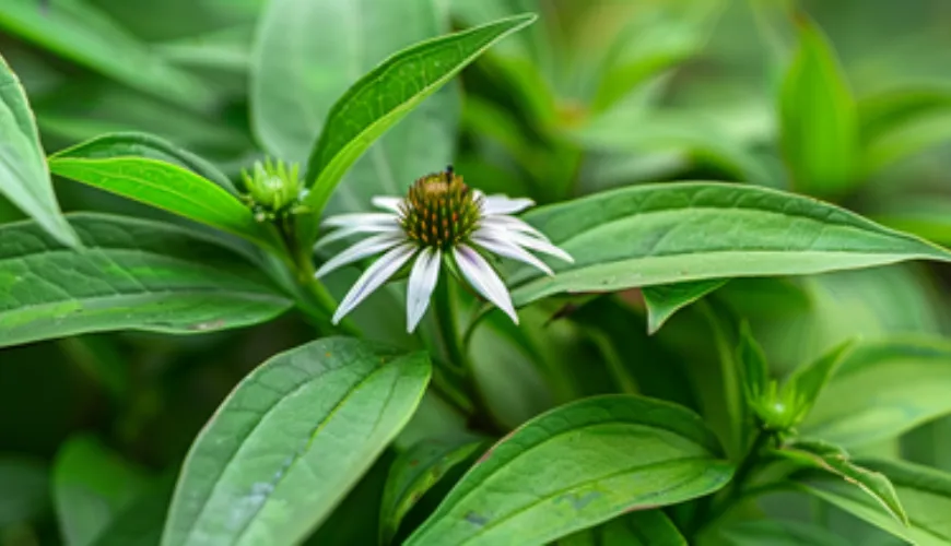 The effects of Andrographis paniculata deserve your attention