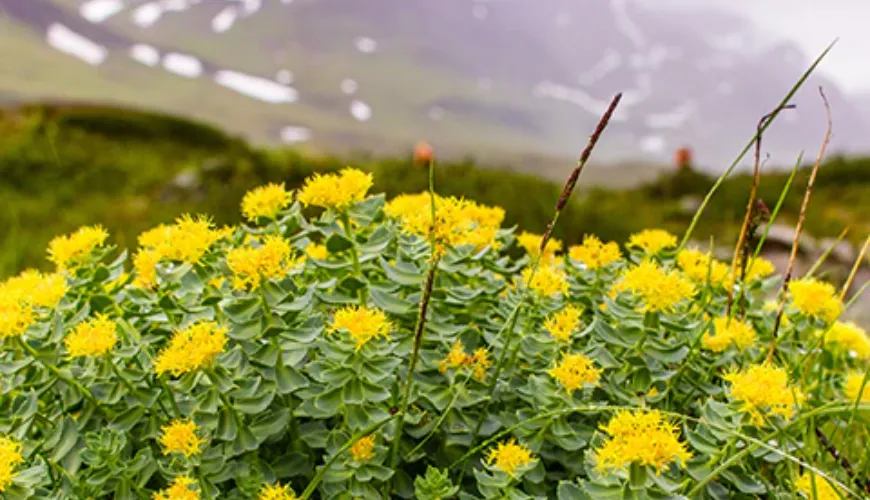 The effects of rhodiola enhance mental performance and concentration.