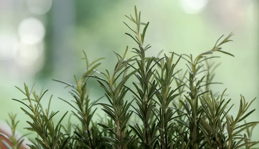 Discover the power of rosemary and its effects on your body