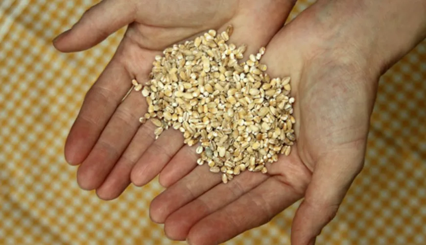 Do barley grains contain gluten and why is it important to know?