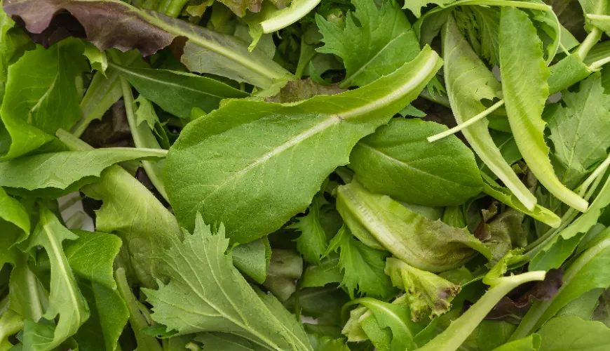 Arugula as a Superfood for Your Healthy Life