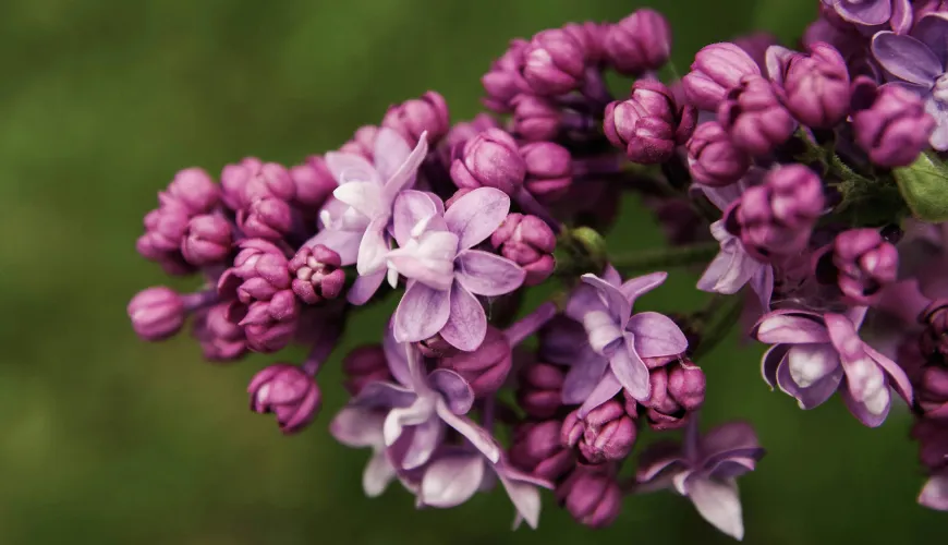 Discover the magic of lilac syrup and its health benefits