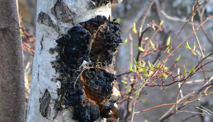 Siberian Chaga and Its Effects on Your Health and Vitality