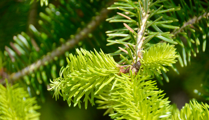 Recipe for Homemade Spruce Syrup for Health