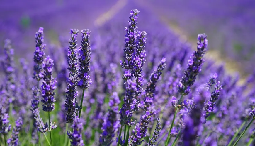 How to Preserve Lavender by Drying for the Whole Year