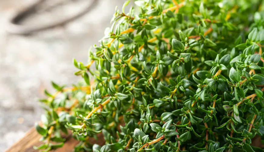 Health Benefits of Thyme That Will Surprise You