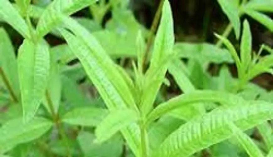 Benefits of Lemon Verbena for Body and Mental Well-being