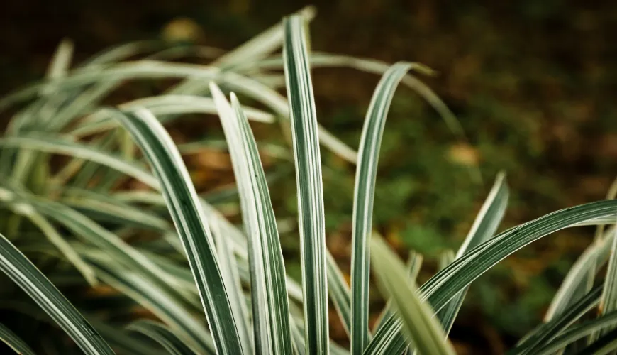 What is vetiver and how is its essential oil obtained?