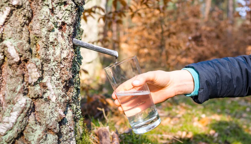 Birch Water - A Natural Elixir Full of Health and Vitality