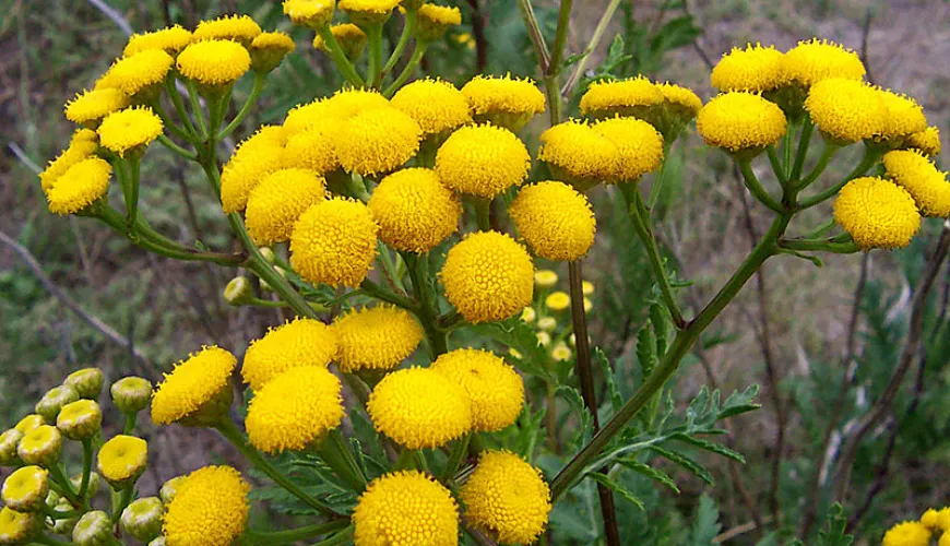 Medicinal Effects of Tansy That Will Surprise You