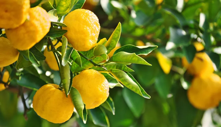 The Natural Wonder of Yuzu and Its Health Benefits